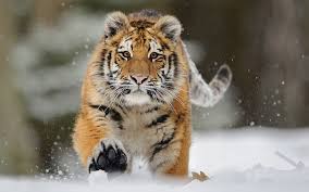 Service maintenance & assembly warranties downloads. Sibirische Tiger Die Grosste Lebende Katze Der Erde Serengeti Park
