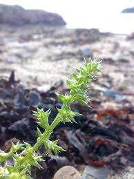 Image result for Salsola