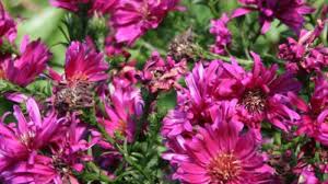 Image result for Asters `Jenny