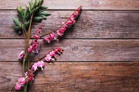 Maybe you would like to learn more about one of these? Bleeding Heart Flower Meaning Flower Meaning