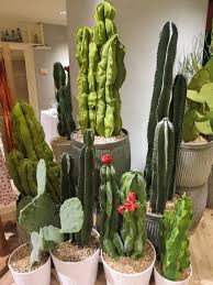 Dust with icing sugar and flatten it with your fingertips, then wrap the icing around a round chocolate truffle. Still Feeling Cactus As Wedding Flower Faux Cactus Cactus Cacti And Succulents