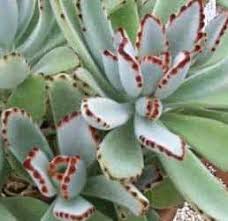 Aliexpress carries many cats and succulent related products, including. 9 Succulent Plants Toxic To Cats Dogs Or Pets Succulent Plant Care