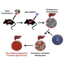 Public gatherings are prohibited, with people only. Aav Crispr Gene Editing Is Negated By Pre Existing Immunity To Cas9 Molecular Therapy