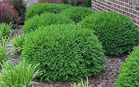 They can serve many landscape uses. Growing And Caring For Boxwood Shrubs Garden Design