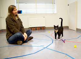 Breeders may register and post kitten listings for free. Cats Like Children And Dogs Develop Attachments To Their Caregivers Study Shows Oregon State University