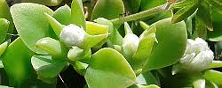 Image result for Delosperma tradescantioides