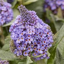Image result for buddleia davidii
