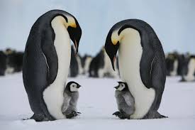 Image result for penguin