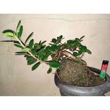 Untuk mendapatkan akar bonsai beringin yang bagus, kamu harus membentuknya mulai dari usia dini. Jual Bonsai Beringin Dolar Murah Terbaru Juni 2021 Blibli