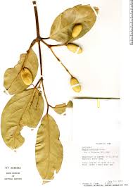 Image result for Gnetaceae