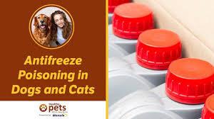 Unless the infestation is severe, it can be treated at home. Dr Becker Discusses Antifreeze Poisoning Youtube