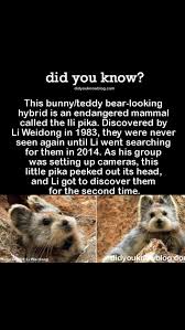 Interesting Animal Facts Fun Facts Cute Funny Animals