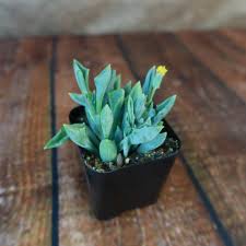 Image result for Senecio propior