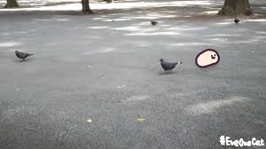 Di jalan marsma r iswahyudi rt 02, kelurahan sepinggan raya,. Everyday One Cat Motions Cat Twitter