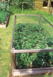 Birdies Raised Garden Beds Uk Strawberry Patch Protected From Birds I Have Been Planning On Doing This For Years But Have Yet To Get To It Hence T Planting Flowers Outdoor Gardens Plants
