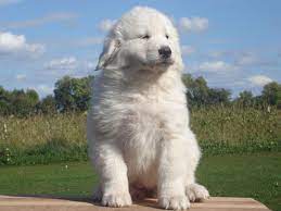 I Miss My Baby Great Pyrenees Great Pyrenees Golden Retriever Mix Puppies Golden Retriever