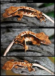 Epingle Par Cyrielle Guillemin Sur Lezards Geckos Cameleons Iguanes Paludarium