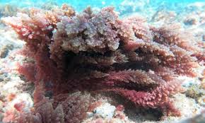 Image result for Kohautia ramosissima