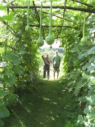 Gourd Trellis Gourds Pumpkin Trellis Diy Trellis