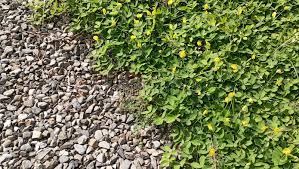 Image result for Arachis