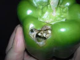 I'm not sure what the problem is and wanted to see if anyone else has had this issue. My Bell Pepper Plants Are 153174 Ask Extension