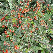 Image result for Cotoneaster