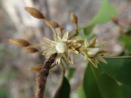 Image result for Mimusops