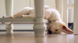 Sleepy Golden Retrievers Youtube