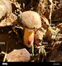 Image result for Xerocomellus diffractus