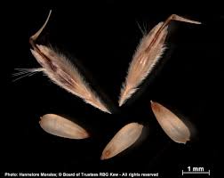 Image result for Centropodia