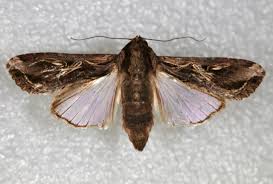 Image result for Dolichos sericeus