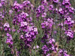 Maybe you would like to learn more about one of these? Zwischen Tulpen Goldlack Bowles Mauve Erysimum X Cultorum Bowles Mauve Bluht 4 10 Pflanzen