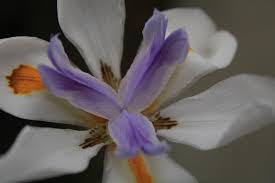 Image result for Dietes flavida