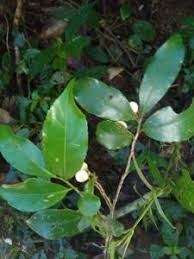 Image result for Aphloiaceae