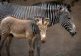 Image result for zebra