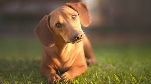 (rdotsonjr) has discovered on pinterest, the world's biggest collection of ideas. Dachshund Pet Health Insurance Tips