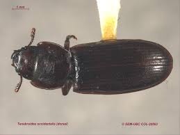 Image result for Tridactyle virgula