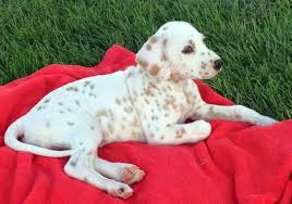 Dalmatian All Big Dog Breeds Dalmation Puppy Dalmatian Cute Animals
