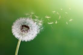 Ontdek en bewaar je eigen pins op pinterest. Foto Op Canvas Paardenbloem Foto4art