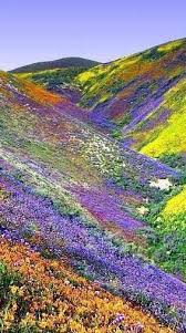 California Near Tehachapi State Park 2005 Photo Award God S Paint Spill In The Temblor Mountain Rang Valley Of Flowers Beautiful Nature Wonders Of The World