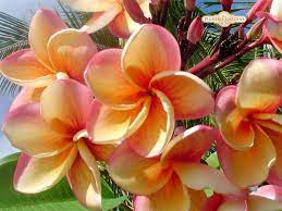 Maui plumeria gardens has been growing plumeria trees on the north shore of maui for over 20 years. Plantfiles Pictures Plumeria India Plumeria Rubra By Clare Ca