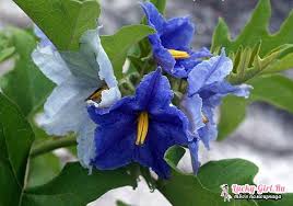 Sto cercando di dare un nome a quei fiori simili al girasole ma assai più piccoli arancioni con l'interno più scuro potete aiutarmi? Piccoli Fiori In Blu Fiori In Blu Nomi E Foto Come Dipingere I Fiori Blu