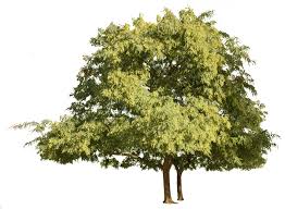 Rosewood is known for having a very aggressive root system, and can. Tipuana Tipu Group