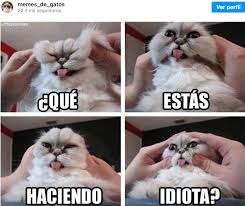 Noticias de estados unidos, méxico, colombia, argentina, otros países de latinoamérica y el mundo Dia Internacional Del Gato 2021 Los Mejores Memes De Gatos En Internet Que Se Hicieron Viral Atmp La Republica