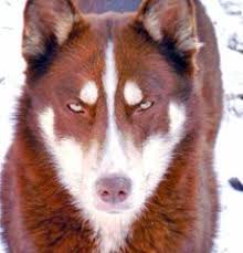 Blue Eyes Black And Brown Husky Lost 2 Siberian Huskies One Dark Red White With Blue Eyes And One Black White Piebald With Blue Eyes Named Diesel And Foxy The Losing A Dog Husky Your Dog