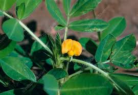 Image result for Arachis hypogaea