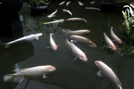Jadi tidak heran jika di negara kita ini terdapat ikan hias air tawar yang sangat beragam. Benih Ikan Air Tawar Bengkulu Dipasarkan Hingga Jambi