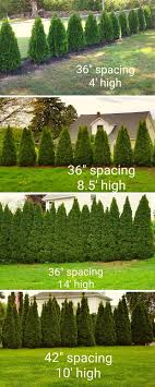 Check out our range of plants products at your local bunnings warehouse. How To Plant Emerald Green Arborvitae Privacy Trees Distance Etc Pretty Purple Door Arborvitae Landscaping Privacy Landscaping Emerald Green Arborvitae