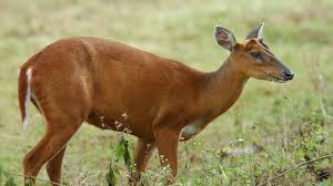 Muntjac have just started coming into my garden , and it is not the deer that need looking after. Muntjac Deer Muntiacus About Animals