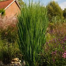 Ziergräser sind nie statisch, sie machen den wandel der. Saulen Rutenhirse Northwind Rutenhirse Graser Im Garten Garten Pflanzen